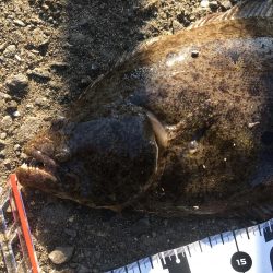 飲ませでヒラメ